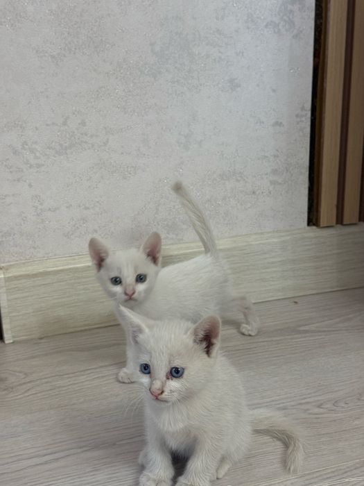 Котята в надёжные руки