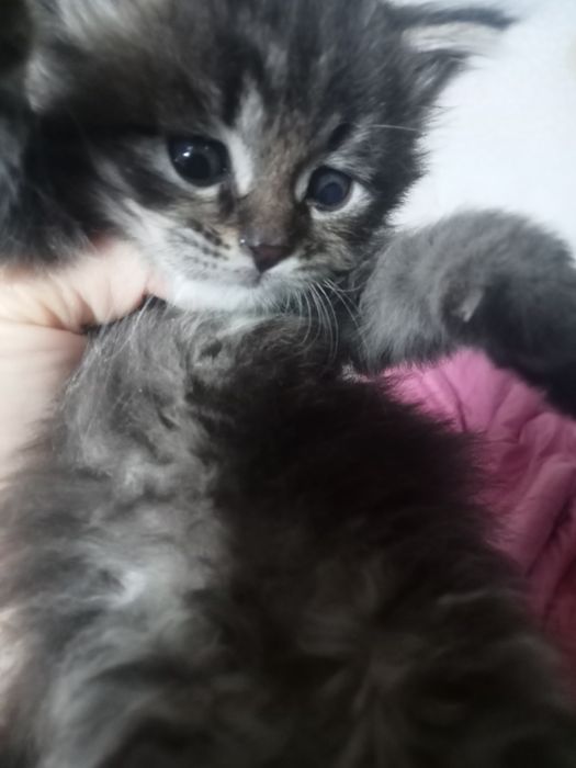 отдам котенка бесплатно
