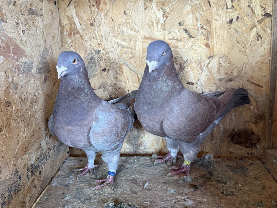 Vând sau schimb porumbei americani (agh)