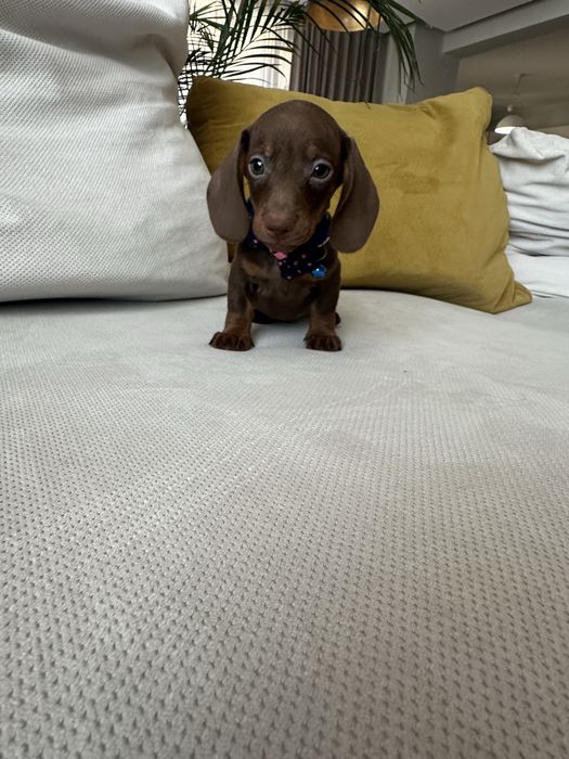 Teckel Dachshund miniatura