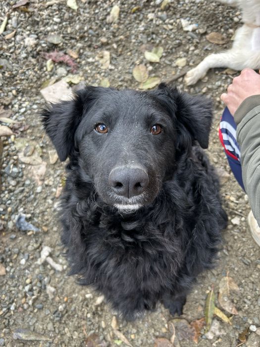 Donez 2 caini talie medie