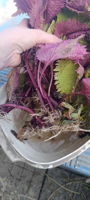 Колеусы, укоренённые черенки