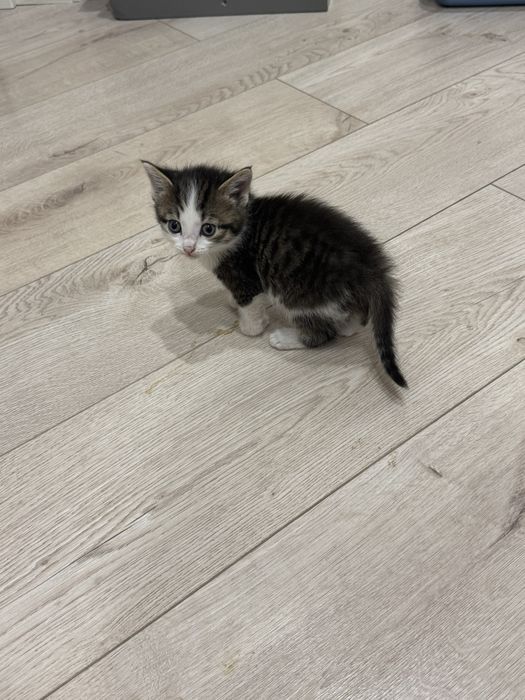 Отдам котенка бесплатно