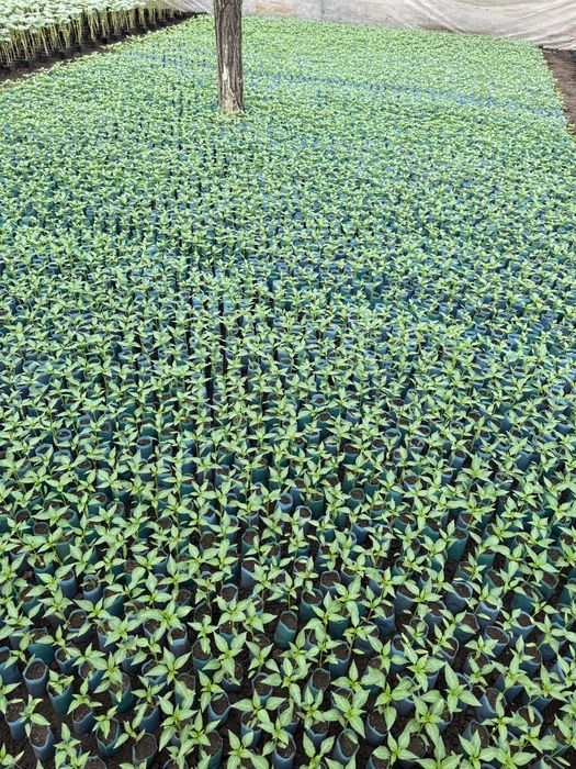 Vindem rasaduri legume (rosii, ardei, castraveti, vanata)