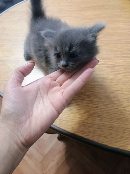 Отдам котенка в добрые руки