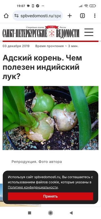 Индийская луковица