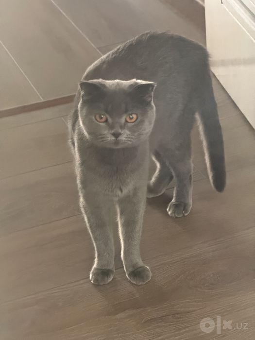 От дам даром хороший кошка