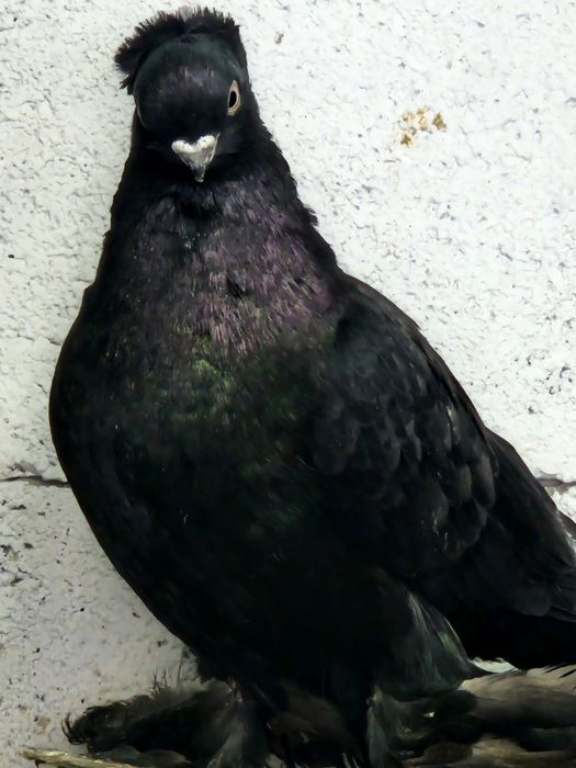 Продам голубей разных мастей летные.