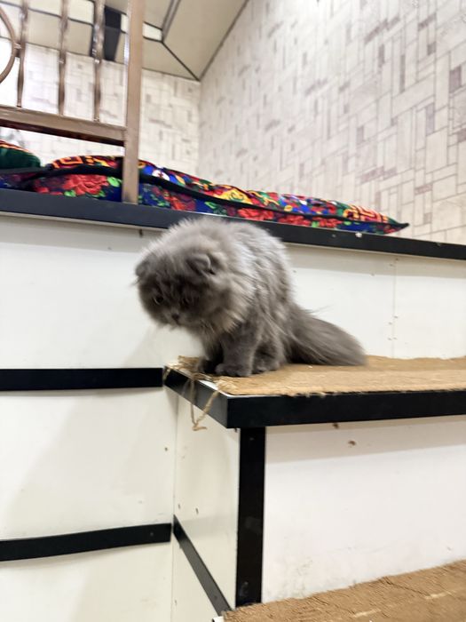 Skotish fold 5 oylik