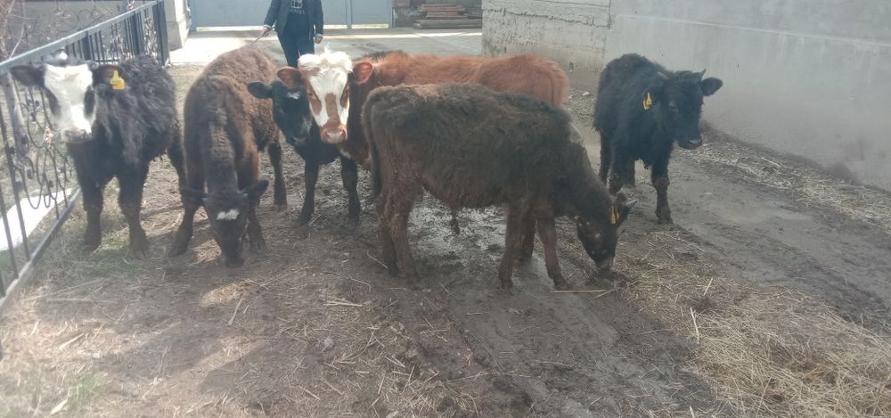 Бухалар сатылады багасы 310000 тг