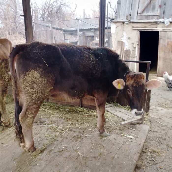 Подам телочку прода алатау