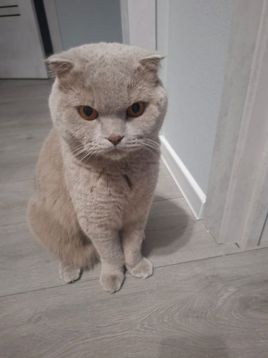 Отдам британца в добрые руки