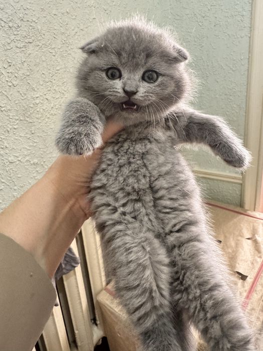 Продаются скоттиш фолд