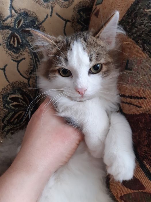 Кошечки стерилизованные