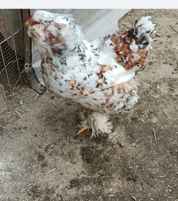 Vând Cocoși!! sau perechi de Araucana, Strumki și 1 Cocos Marans sau schimb tot cu Marans! Sau Araucana tot Araucana negru!