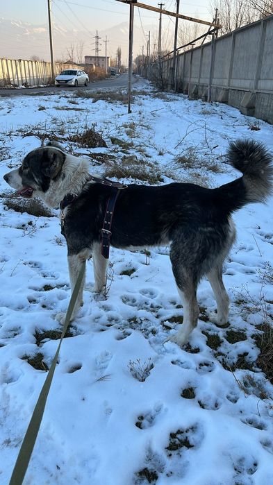 Продам кабеля Алабай