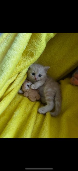 Шотландский котенок