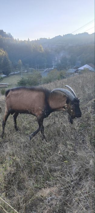 Țap Alpin Francez