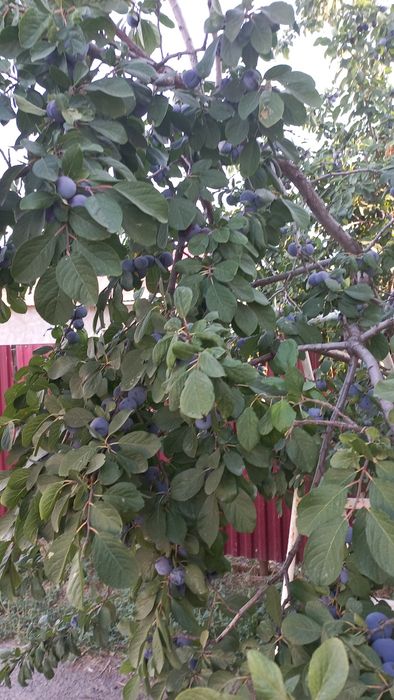 Продам дом в зачаганске