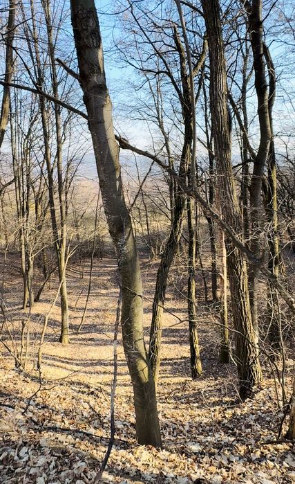 Teren Cerbureni Arges