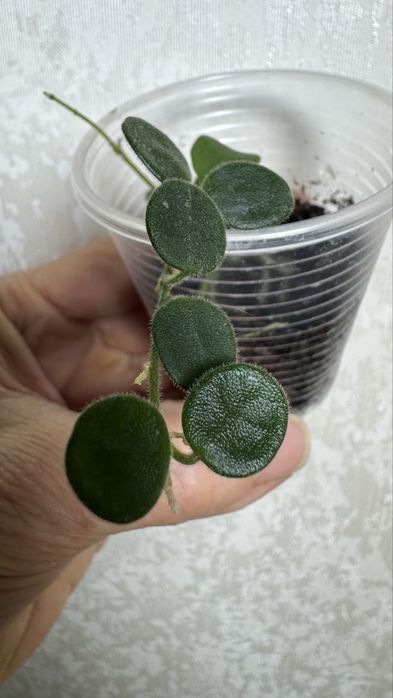 Хойя  Серпенс черенки