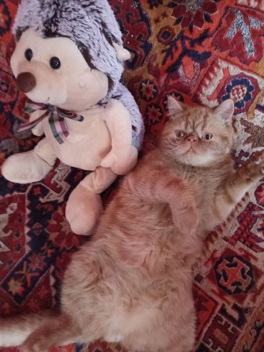 Экзотические короткошерстные котята