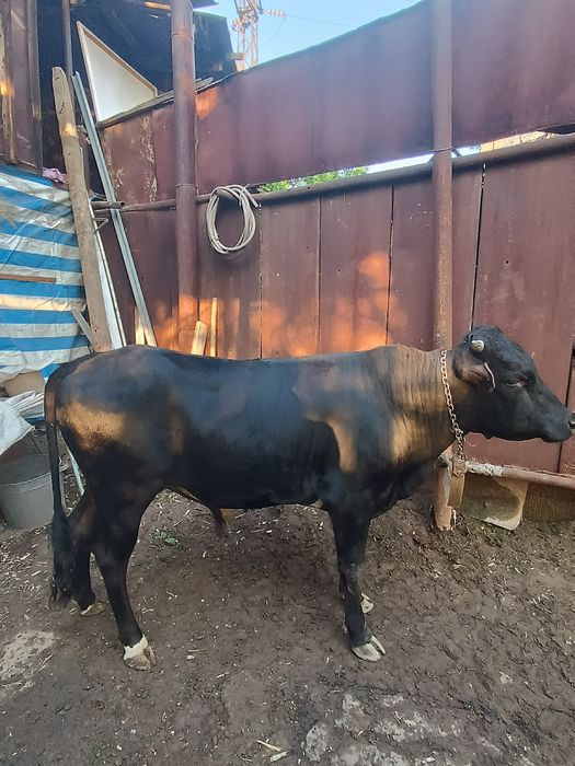 Qurbonlikka semiz buqala