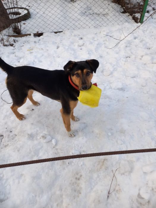 Потерялась собака