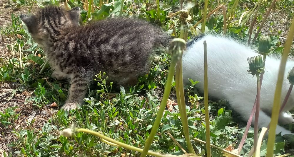Котята  в добрые руки!