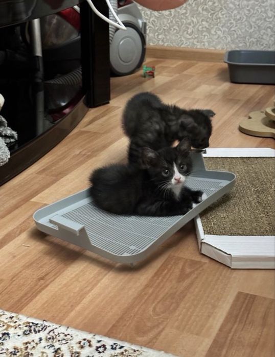 кошка, котенек маленький