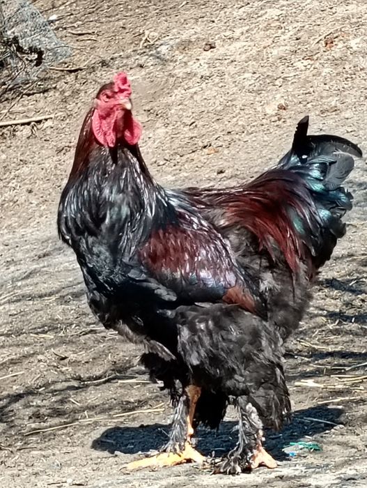 Pui brahma și cocoși