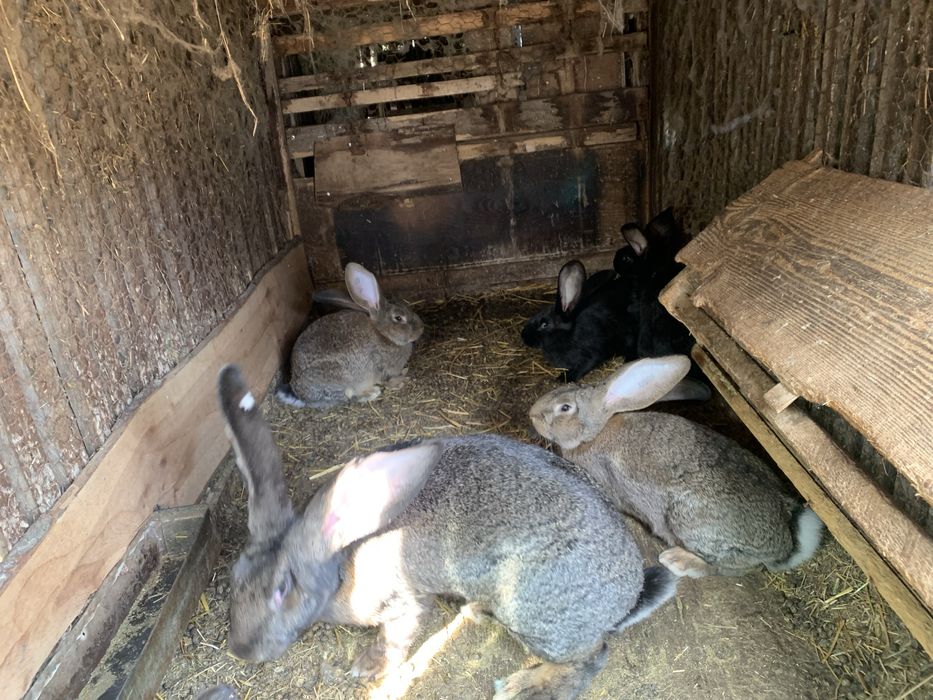 Vand iepuri urias german