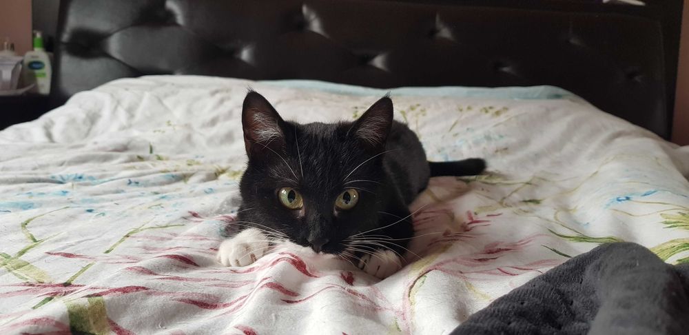 Pisicuta vaccinata si sterilizata pentru adoptie
