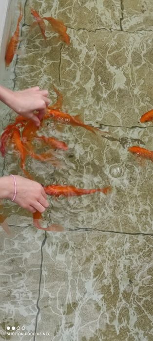 Золотоая рыба, олтин балик,