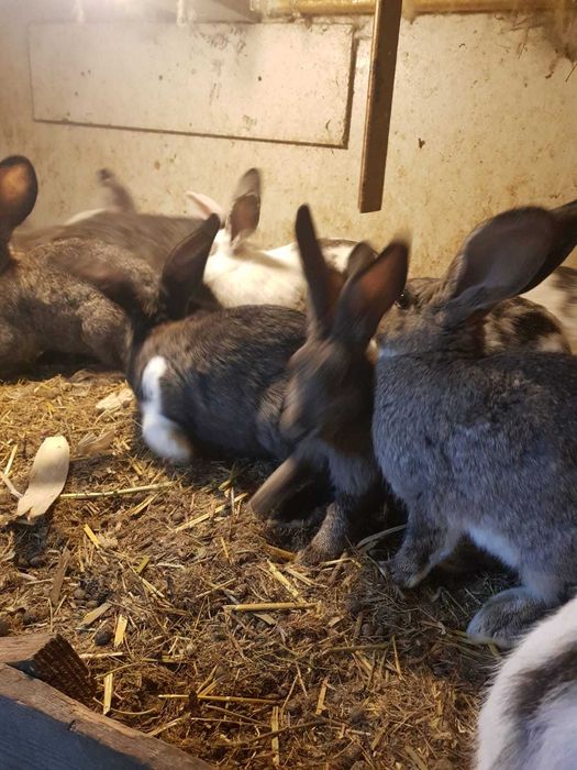 Iepuri de vanzare 3 luni 80 lei bucate, 150 lei 2, Movilita ,Vrancea