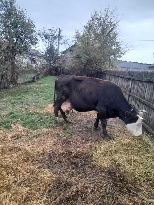Vaca și tăuraș de vanzare