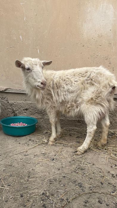 Орыс Ешки лагымен сатылады!