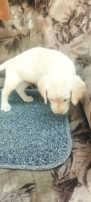 Продается шинки Лабрадор  Кучук болалри сотлпти