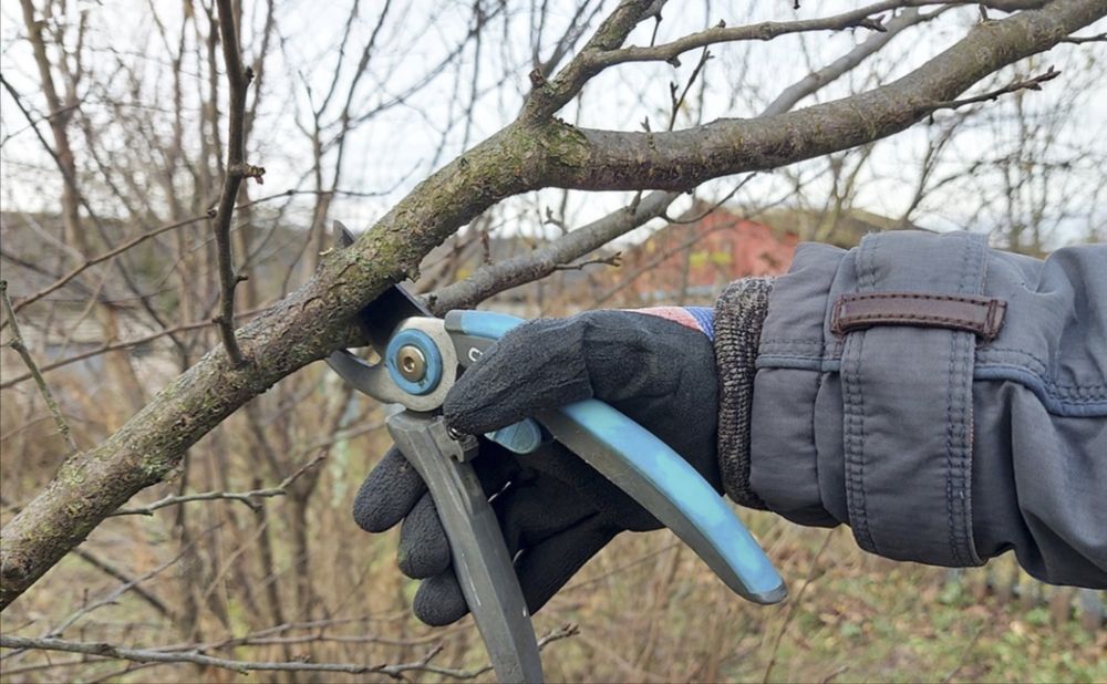 Профессиональная обрезка плодовых деревьев