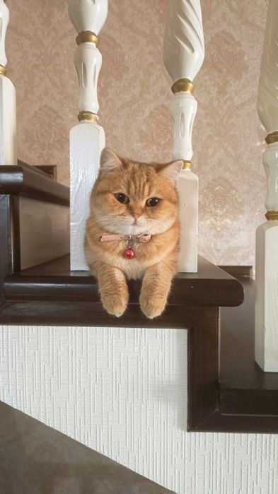 Продаётся чистокровный кошка золотая шиншилла