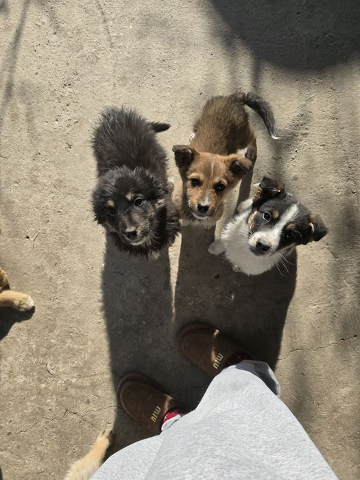 Щенков отдам даром