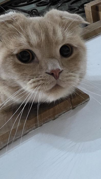 Продам Кота Скотиш Фолд