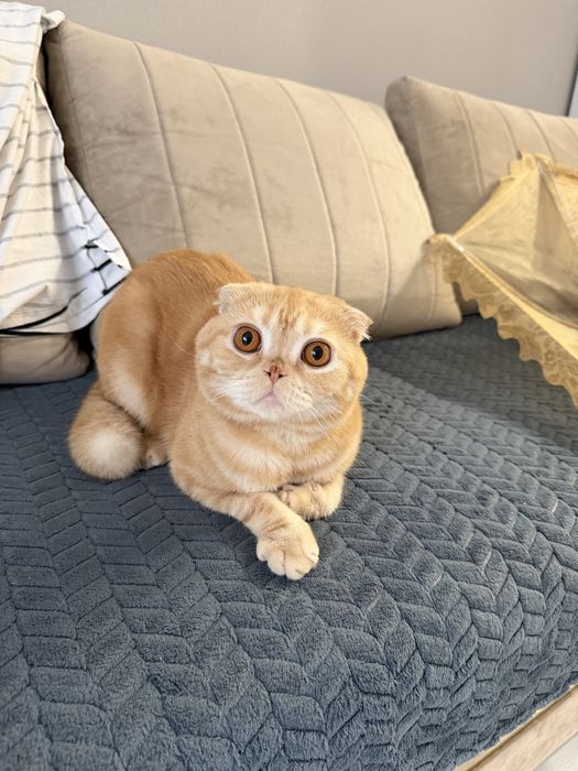 вислоухая кошка