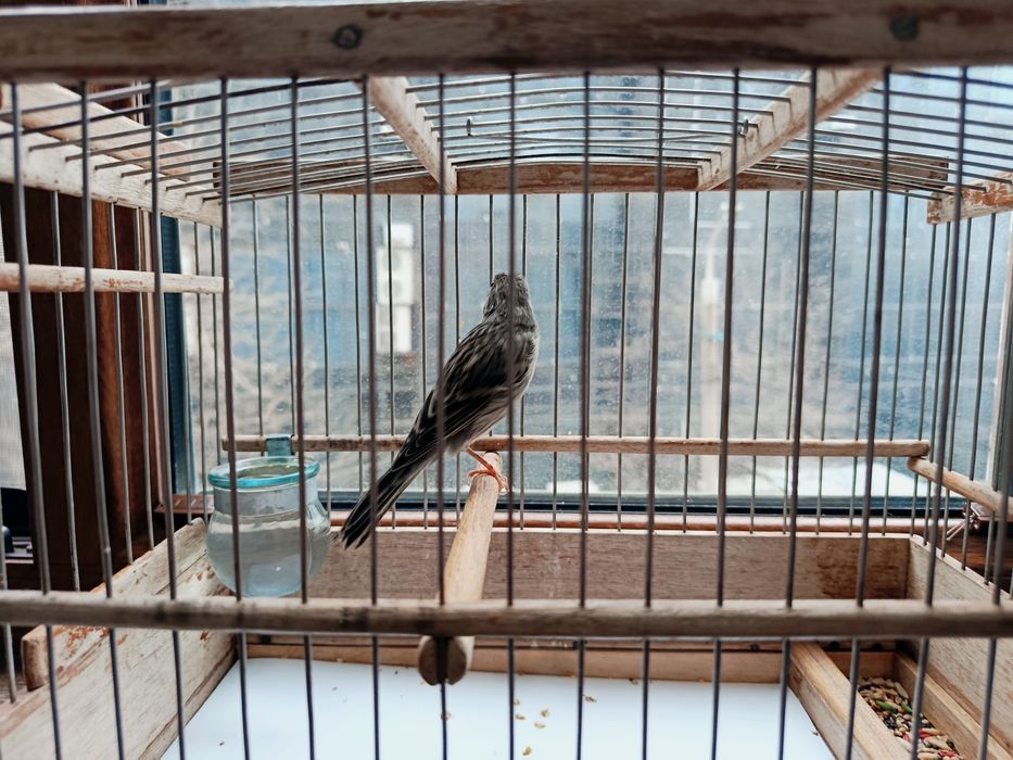 Продается канарейка