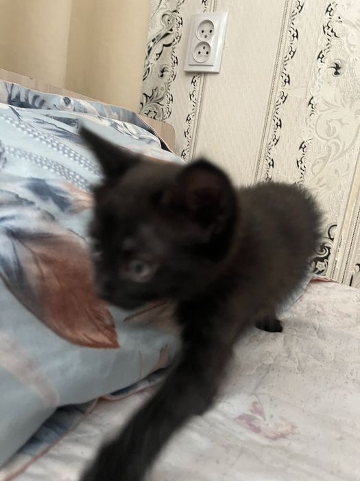 Котята 2 месеца