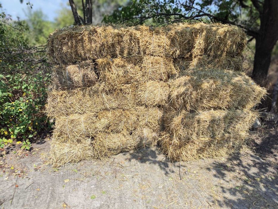 Baloți de lucernă (prima coasă)