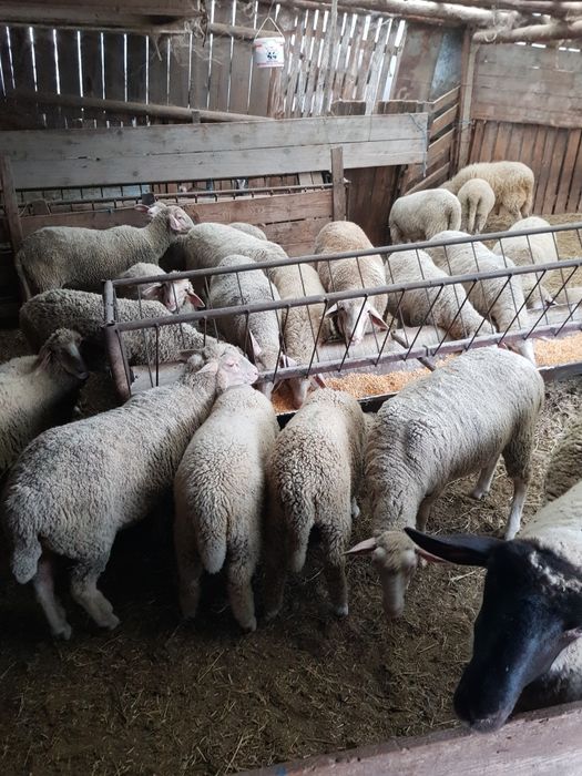 Vand berbecuti pentru pastrama