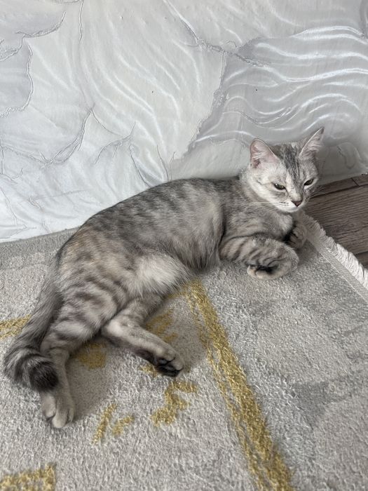 Приютим кошечку