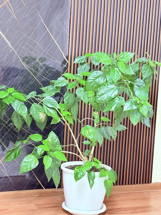 Продам китайскую розу