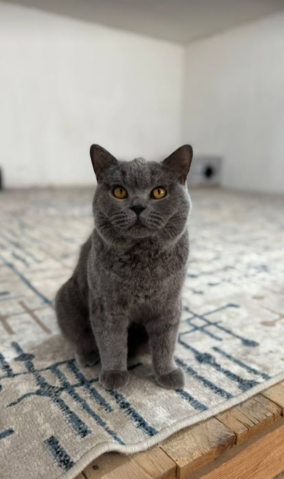 Skotish fold sotiladi